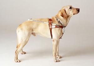 福岡平尾地区で高い技術の矯正歯科